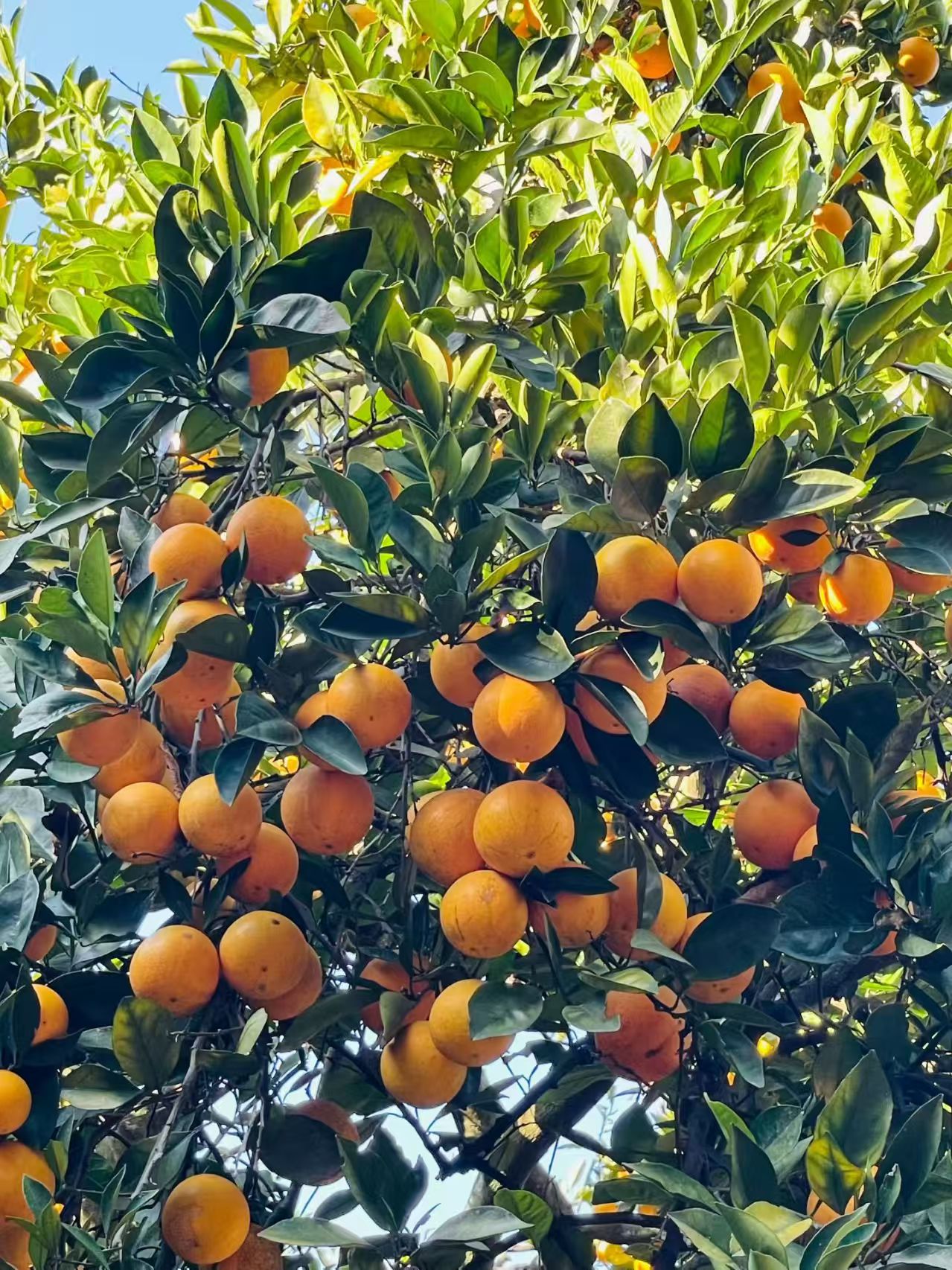 Wellness Spa And Salon - XinSheng Massage Table Massage Bed with
